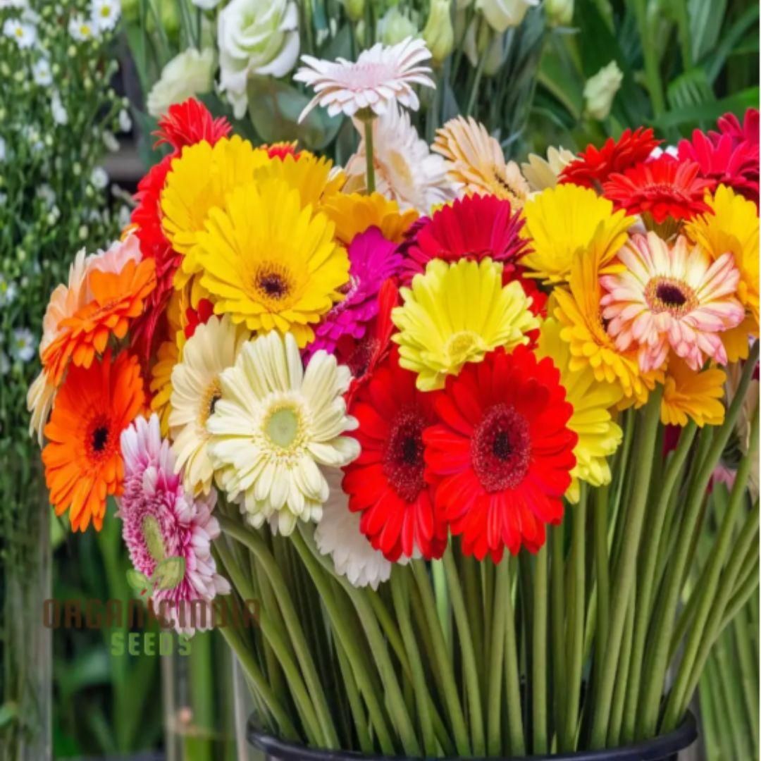 Flowers & Plants