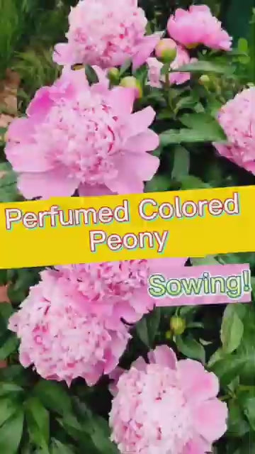 The Queen of Flowers! Peony Flower (Pack of 20)